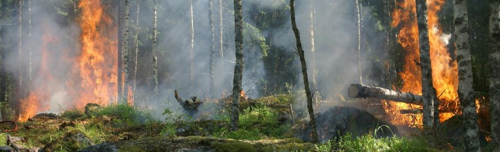 Verordnung zur Verhinderung von Waldbränden