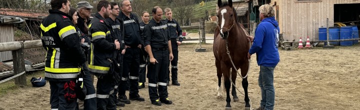 Schulung: Umgang mit Pferden im Einsatzfall